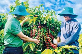 Các kỹ sư nông nghiệp của Công ty TNHH Ánh Dương Tây Nguyên xuống tận vườn của người dân khảo sát thực tế, áp dụng giải pháp dinh dưỡng NutriNeem-Zyme và BiO Pest Control. Ảnh: M.K