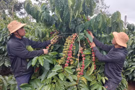 Vườn cà phê sản xuất theo tiêu chuẩn 4C của Hợp tác xã Sản xuất-thương mại và dịch vụ nông nghiệp Glar (xã Glar, huyện Đak Đoa). Ảnh: N.D