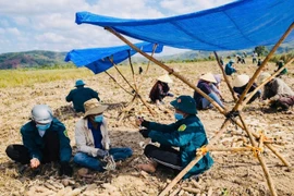 Mùa gọt mì trên núi 