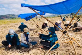 Mùa gọt mì trên núi 