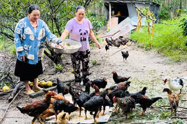 Nhờ tham gia lớp học nghề chăm sóc, phòng bệnh cho gà, chị Hoàng Thị Sào (bìa trái, làng Mông, xã Ya Hội) đã phát triển đàn gà lên hàng trăm con. Ảnh: Đ.Y