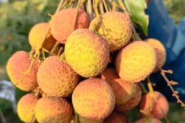 Vải Tây Nguyên đầu mùa giá cao đến khó tin