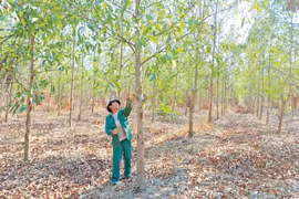 Người dân xã Ia Le (huyện Chư Pưh) tham gia trồng rừng gỗ lớn. Ảnh: N.D