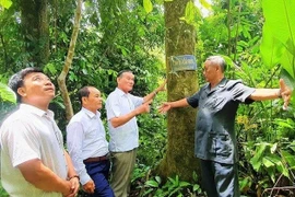 'Rừng thiêng' giữa đại ngàn