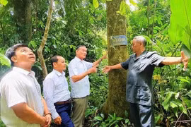 'Rừng thiêng' giữa đại ngàn