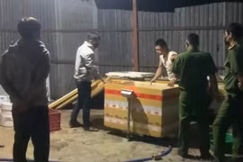 Để nạn heo chết hết đường 'sống'