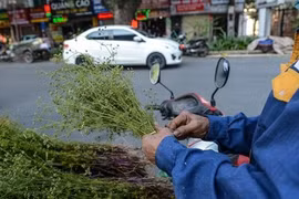 Vì sao nên tắm nước lá mùi già vào ngày cuối năm?
