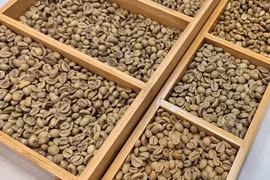 Giá cà phê hôm nay 20-4: 'Hàng giấy' lao dốc, hàng thực lập kỷ lục