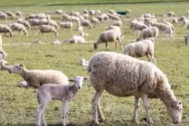 Ảnh minh họa: Getty Images/TTXVN