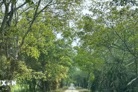 Vườn quốc gia U Minh Thượng mở cửa đón khách tham quan trở lại