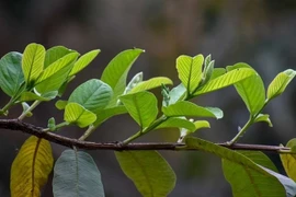Lá ổi chữa bệnh gì?