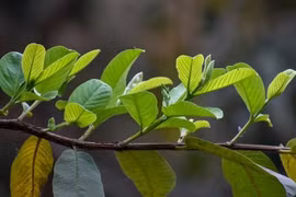 Lá ổi chữa bệnh gì?