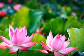 Tháng năm nhớ Người