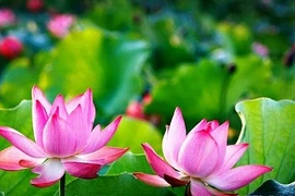 Tháng năm nhớ Người