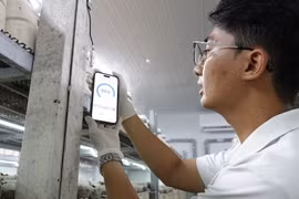 Chàng trai thu lãi hàng trăm triệu đồng nhờ nấm mối đen