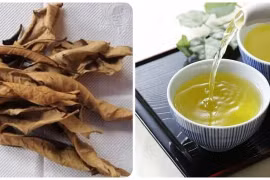 Những người nên uống nước lá vối thường xuyên