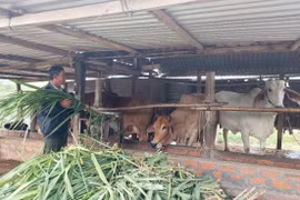 Kinh tế trang trại mang lại hiệu quả cao