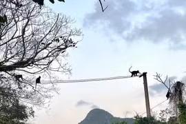 'Bắc cầu' cho voọc và hành trình giữ rừng của những người 'vác tù và'