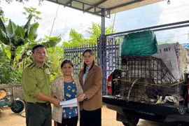 Hai cá thể động vật rừng quý hiếm đi lạc vào vườn nhà dân ở Kon Tum