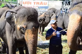 Người duy nhất ở Lâm Đồng sở hữu cặp hổ, làm 'cà phê voi'