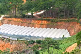 San gạt đất, làm nhà kính lan rộng những đồi thông ở cửa ngõ Đà Lạt