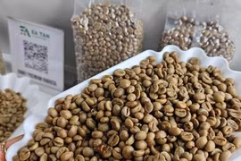 Giá cà phê hôm nay 7-5: Robusta 'hàng giấy' giảm, hàng thực vẫn cao