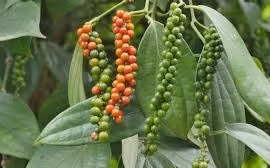 Kim ngạch xuất khẩu hồ tiêu nửa đầu tháng 1 tăng gần 62%