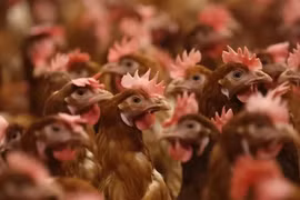 Nhiều nước dừng nhập khẩu gia cầm từ Brazil vì lo ngại dịch cúm