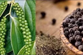 Giá hồ tiêu xuất khẩu tăng 66,4% 