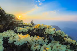 Mê mẩn vương quốc hoa đỗ quyên nơi đỉnh trời