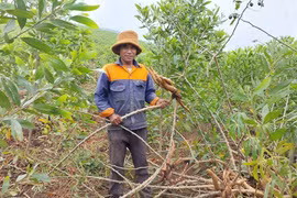 Ông Ngôn (làng Kon Chră, xã Hra, huyện Mang Yang) thu hoạch mì trồng xen vào diện tích rừng keo. Ảnh: N.D