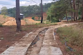 Đà Lạt: Xử lý đoạn đường bê tông trái phép băng qua rừng phòng hộ