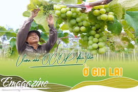 Vườn nho OCOP đầu tiên ở Gia Lai