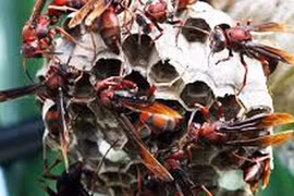 Người đàn ông tử vong vì bị ong vò vẽ đốt khi đi câu cá