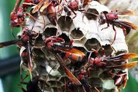 Người đàn ông tử vong vì bị ong vò vẽ đốt khi đi câu cá