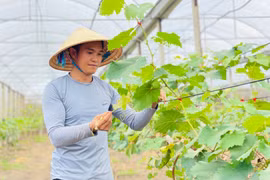 Anh Huỳnh Văn Lộc (xã Biển Hồ, TP. Pleiku) là một trong những người trẻ tiêu biểu khởi nghiệp từ mô hình đa canh trong nhà màng. Ảnh: M.K