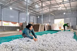 Dâu tằm mở sinh kế bền vững cho nông dân