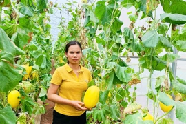 Trồng cây ăn quả theo tiêu chuẩn: Giải pháp ổn định đầu ra cho nông dân
