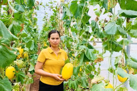 Trồng cây ăn quả theo tiêu chuẩn: Giải pháp ổn định đầu ra cho nông dân