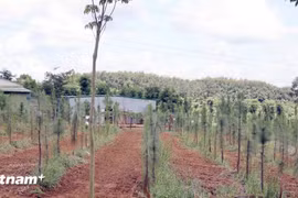 Khôi phục rừng thông ven Quốc lộ 28: Bài học kinh nghiệm từ Đắk Glong