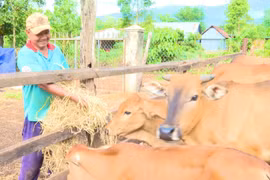 Những cựu chiến binh làm kinh tế giỏi từ mô hình tổng hợp