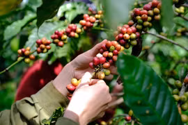 Hôm nay (1-10), giá cà phê giảm nhẹ 100 đồng/kg