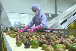 Phát triển vùng nguyên liệu bền vững cho nông sản chủ lực