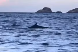 Đàn cá heo hơn 100 con xuất hiện ở vùng biển Bình Định