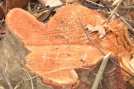 Diễn biến nóng vụ phá rừng với nhiều điều khó hiểu ở Đắk Nông