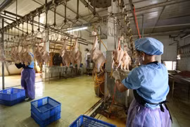 Yêu cầu chấn chỉnh hoạt động giết mổ động vật trên cả nước