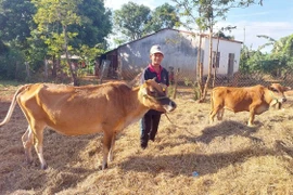 Ông Kpuih Brai (làng Tai Glai) cho biết, nhờ được chăm sóc tốt, đến nay, bò mẹ đã đẻ bê con. Ảnh: N.D