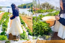 Bình Định: Du khách thích thú lên 'cổng trời' hái dâu