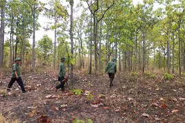 Chư Prông chuyển biến tích cực trong quản lý, bảo vệ rừng