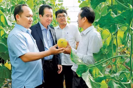 Chủ tịch UBND tỉnh Rah Lan Chung (bìa trái) tham quan mô hình trồng dưa lưới ở xã Ia Nhin, huyện Chư Păh. Ảnh: Đ.T